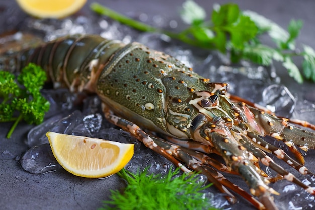 Langusten-Meeresfrüchte auf Eis Frischer Hummer oder Languste mit Kräutern und Gewürzen Zitrone Koriander Petersilie auf dunklem Hintergrund Roher Langusten zum Kochen von Speisen oder Fischmarkt