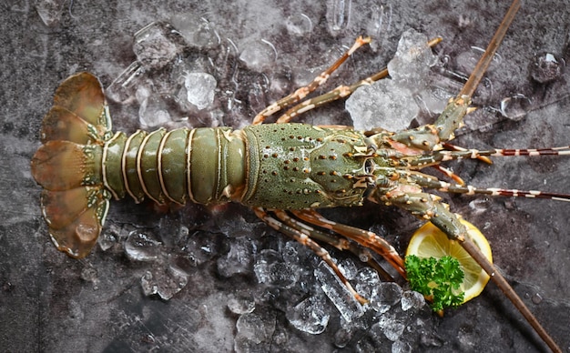 Langusten-Meeresfrüchte auf Eis Frischer Hummer oder Languste mit Kräutern und Gewürzen Zitronenpetersilie auf dunklem Hintergrund Roher Langusten zum Kochen von Speisen oder Fischmarkt