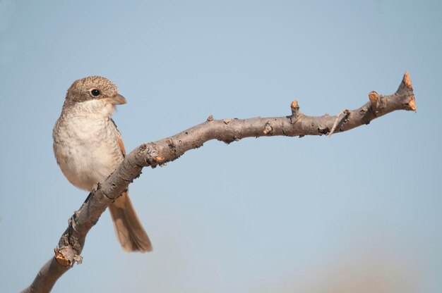 Lanius senador - O picanço-comum é uma espécie de pássaro passeriforme.