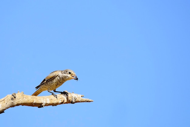 Lanius senador - O picanço-comum é uma espécie de pássaro passeriforme.
