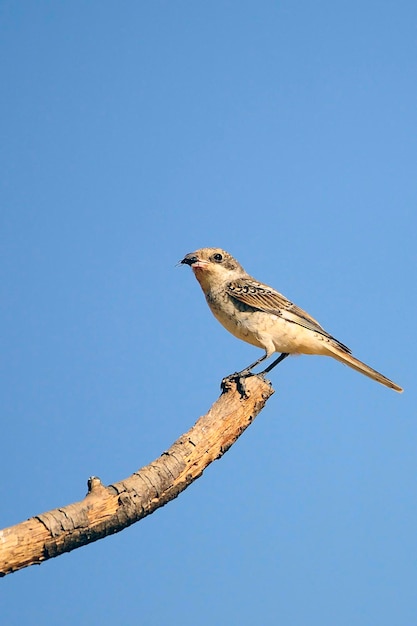 Lanius senator - Der Würger ist eine Singvogelart.