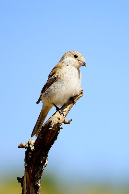 Lanius senator - Der Würger ist eine Singvogelart.