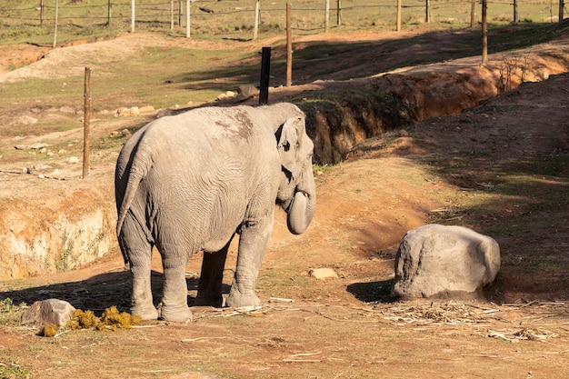 Lankesischer Elefant (Elephas Maximus Maximus).