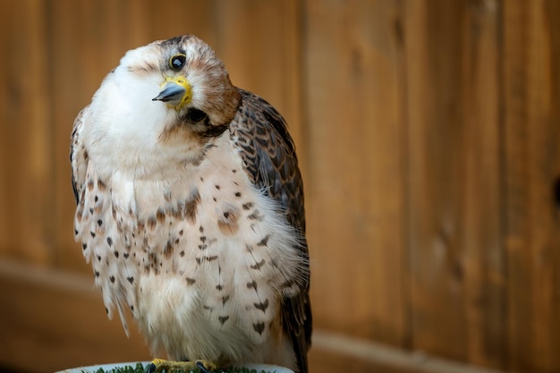 Lanner Falcon Falco biarmicus retrato de ave de rapina