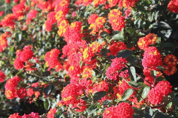 Lantana-Blüten