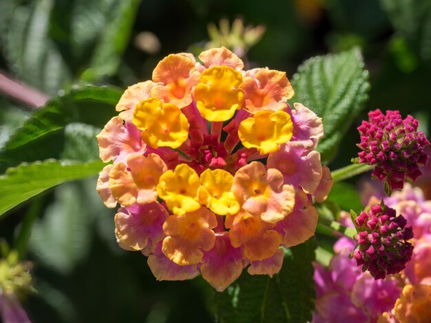 Lantana Camara Arbusto de floración en Marbella España