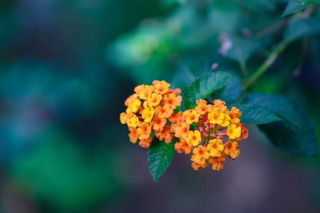 Lantana camara Blume im Garten