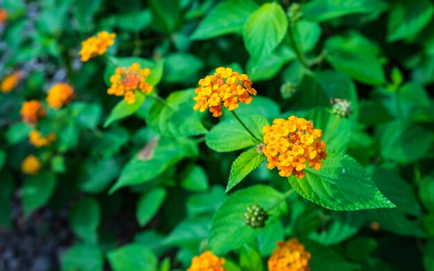 Lantana camara Blume im Garten