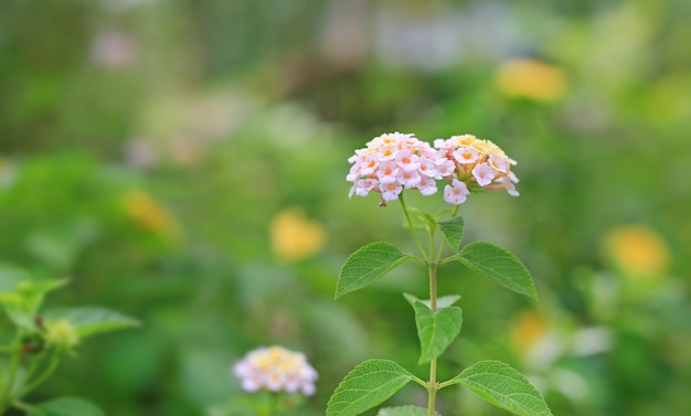 Lantana Camara Blumen im grünen Garten.