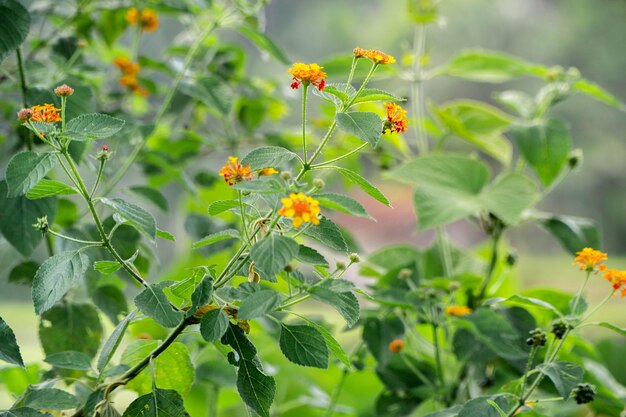 Lantana Camara Blumenpflanze in der Natur