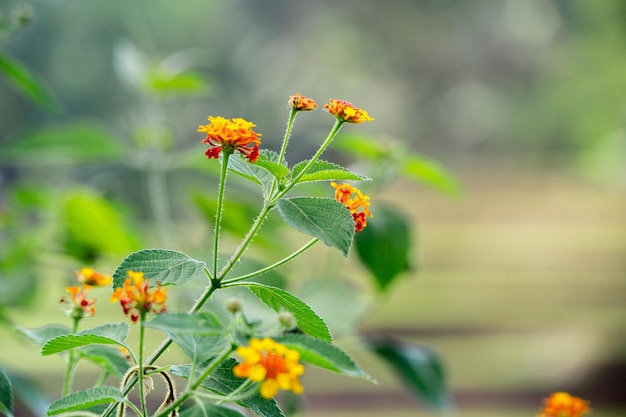 Lantana Camara Blumenpflanze in der Natur