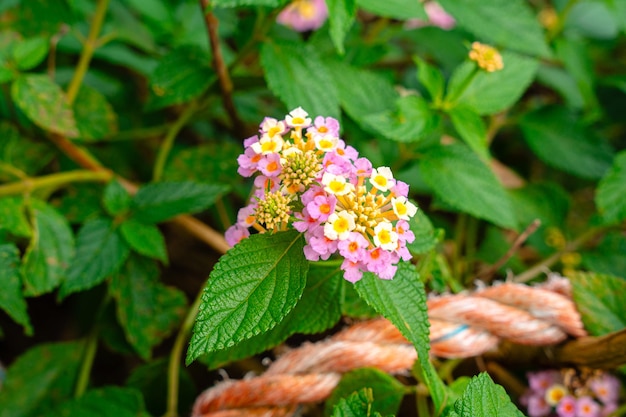 Lantana camara comum lantana é uma espécie de planta pertencente à família verbena Verbenaceae