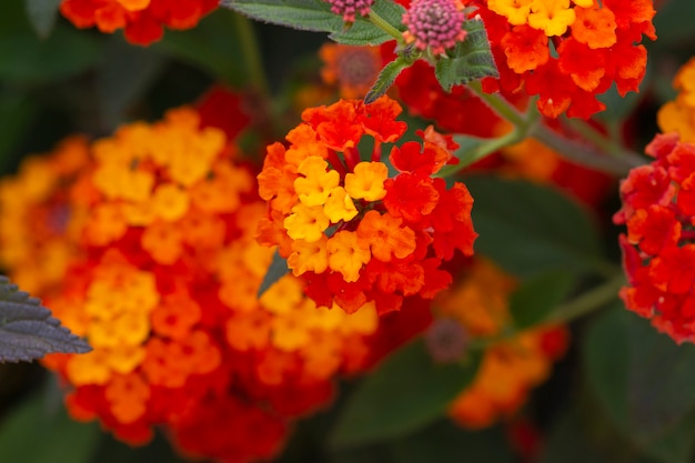 Lantana camara flor