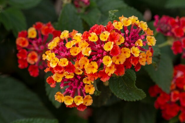 Lantana camara flor