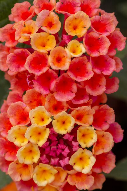 Lantana camara flor