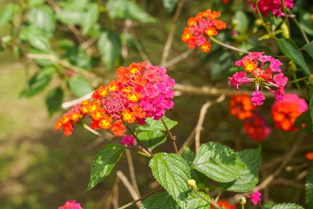 Lantana camara (gemeinsames Wandelröschen) ist eine blühende Pflanzenart aus der Familie der Eisenkrautgewächse (Verbenaceae).