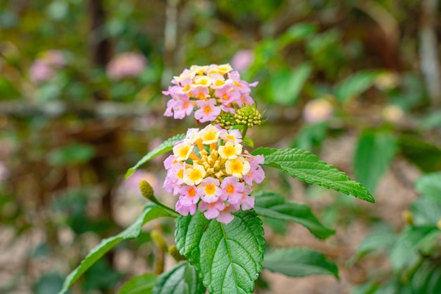 Lantana camara lantana común es una especie de planta con flores dentro de la familia verbena Verbenaceae