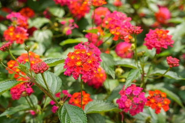 Lantana camara lantana común es una especie de planta con flores dentro de la familia verbena Verbenaceae