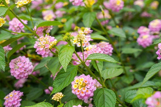 Lantana camara lantana común es una especie de planta con flores dentro de la familia verbena Verbenaceae