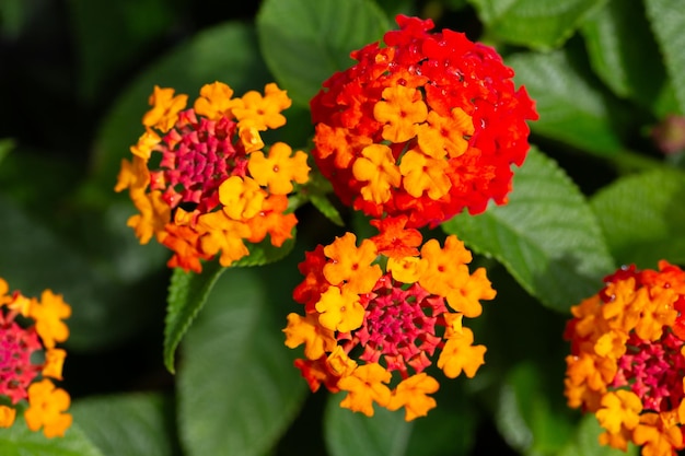 Lantana camara naranja roja flores de lantana común de primer plano