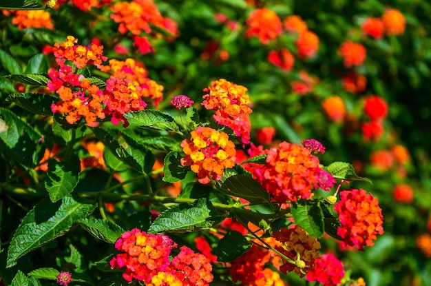 Lantana camara no jardim