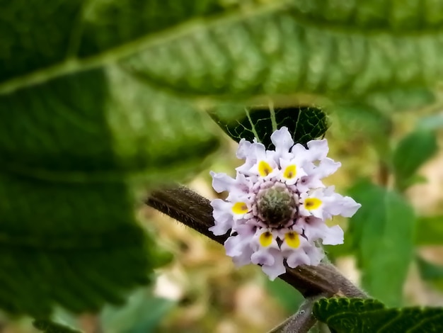 Lantana camara, popularmente chamada de Lantana florescendo com fundo natural.