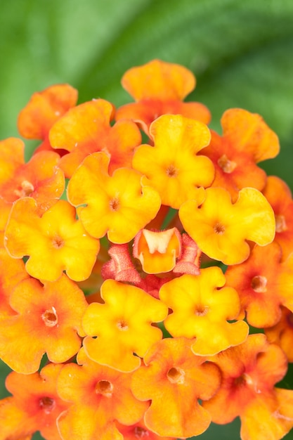 Lantana camara