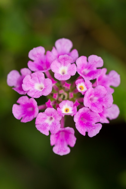 Lantana camara