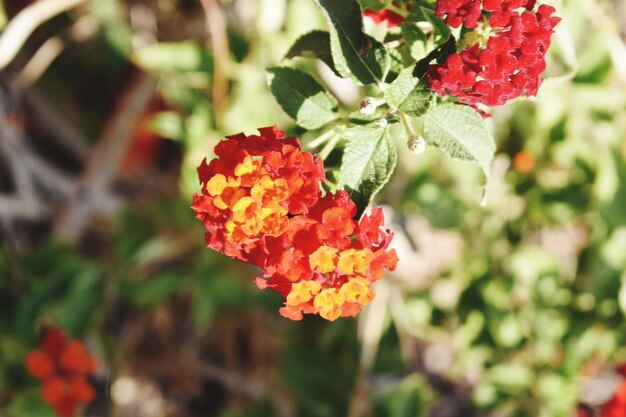 Lantana camaraArlequin planta de la familia de las Verbenaceae