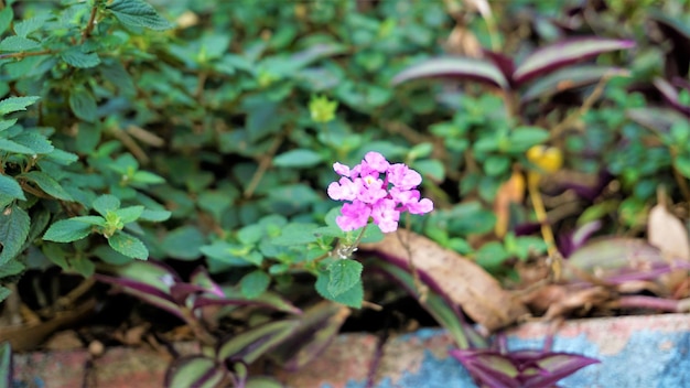 Lantana montevidensis também conhecido como Purple lantana Verbena selvagem etc