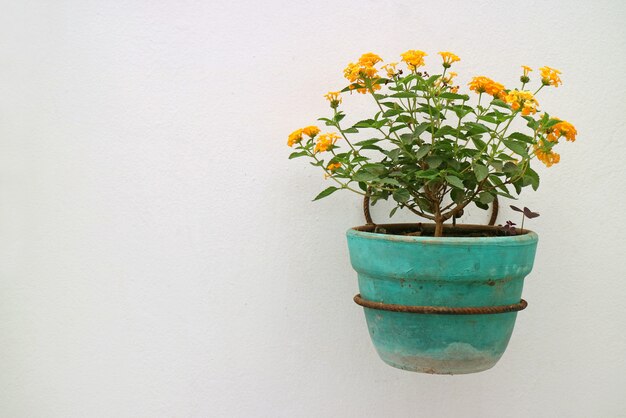 Foto lantana naranja amarillo flores en la jardinera turquesa colgando en la pared blanca