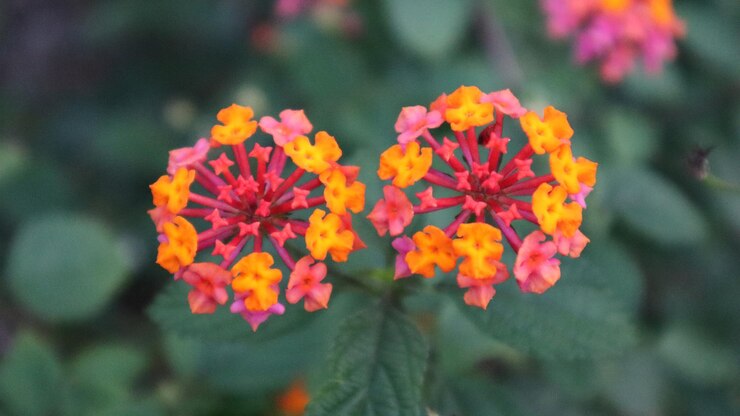 Lantana o salvia roja mal conocida maleza y flor de jardín popular