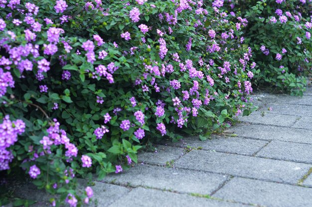 Lantana roxa camara no jardim