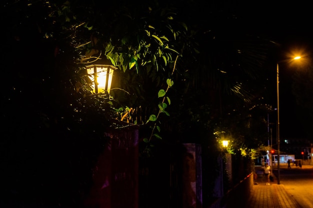 Lanterna de rua velha em uma folhagem verde à noite