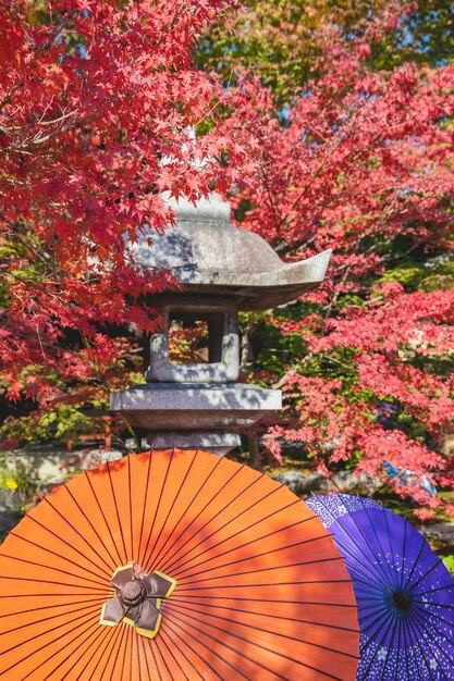 Lanterna japonesa e guarda-chuvas de papel coloridos em um jardim tradicional com bordo brilhante em um dia ensolarado