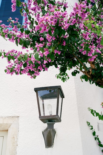 Lanterna na parede da casa sob um arbusto de flores rosa