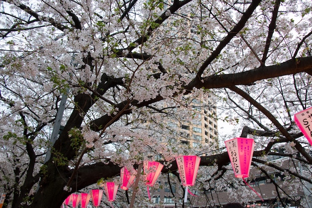 Lanterna no Festival de Sakura