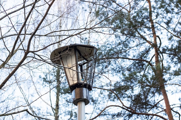 Lanterna quebrada velha entre galhos de árvores fechadas