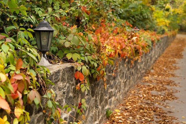 Lanterna velha e enferrujada de parede de rua em uma bela inflorescência de outono jardim de hera ou uvas silvestres