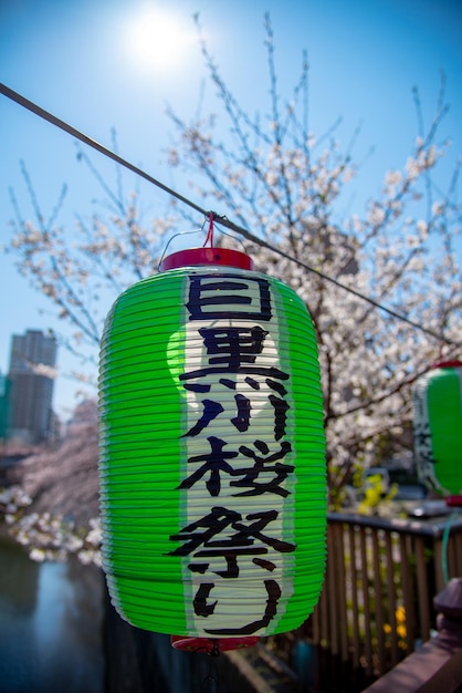 Lanternas com flor de cerejeira em plena floração na primavera Rio Meguro Tóquio Japão