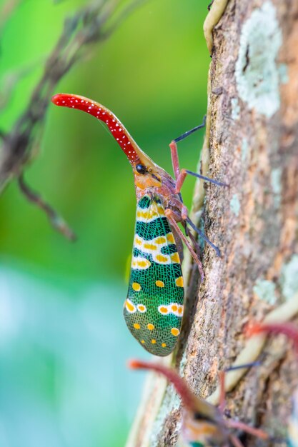 Lanternfly en el tronco del árbol