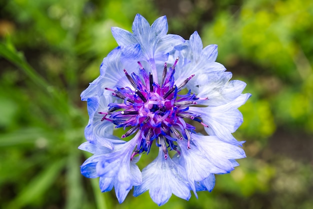 El lanzamiento macro del aciano azul en la naturaleza verde borrosa. la centaurea Centaurea montana es la flor nacional de Estonia.