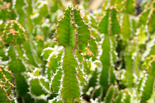 Lanzarote Guatiza Kaktusgarten Euporbia Pseudocactus