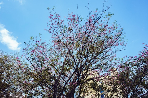 Foto el lapacho rosado