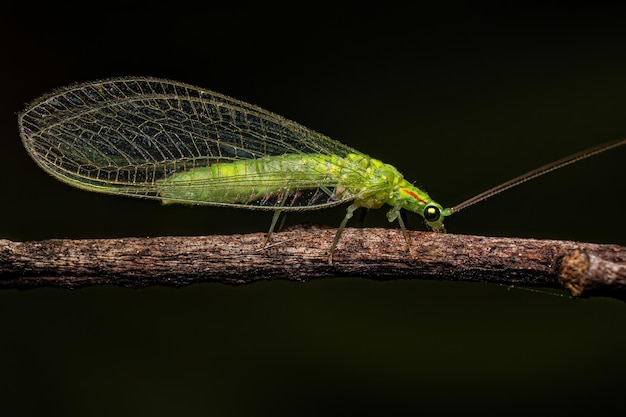 Lapis Verde Típico Adulto