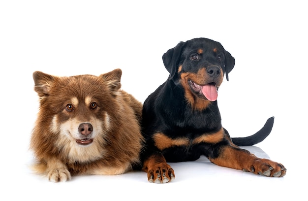 Lapphund e rottweiler finlandês na frente do fundo branco