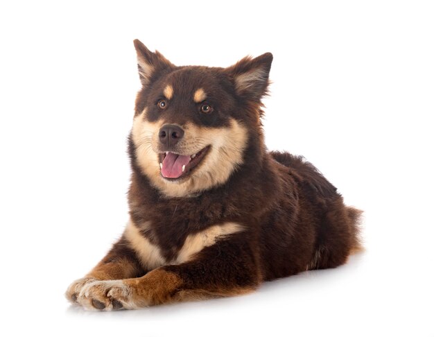 Lapphund finlandés delante de un fondo blanco