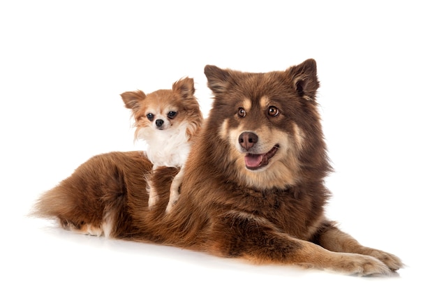 Lapphund finlandês e chihuahua na frente de um fundo branco