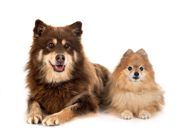 Lapphund finlandês e spitz na frente de fundo branco