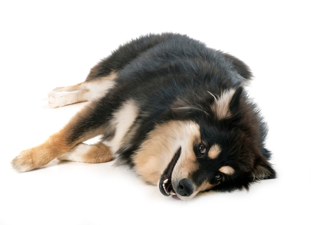 Lapphund finlandês em estúdio